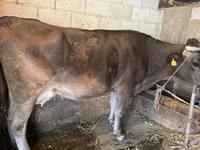 Kuh, Swiss cattle — Foto 2