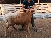 Sheep (batch, sex not specified), Arashan sheep — photo 4