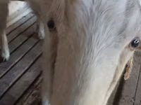 Cabra, Cabras — foto 2