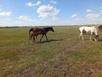 घोड़ी, Kinsky horse — फ़ोटो 1
