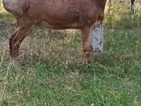 Carnero, Arashan sheep — foto 4