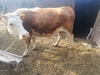 母牛, Simmental cattle — 照片 2