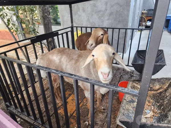Sheep (batch, sex not specified), Sheep