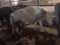 Vaca, Simmental cattle — foto 3
