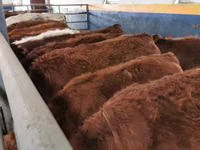 Bovinos (lote, sexo no especificado), Vaca Limousin — foto 1
