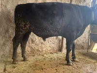 公牛, Aberdeen-Angus — 照片 2