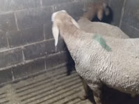 Қой, Arashan sheep — 1-сурет
