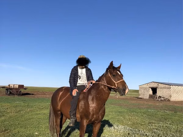 Hengst, Pferde — Kasachstan