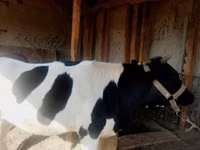 Kuh, Russian Black pied cattle — Foto 1