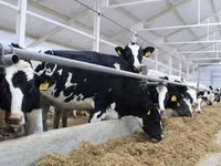 Bulle, Russian Black pied cattle — Foto 1