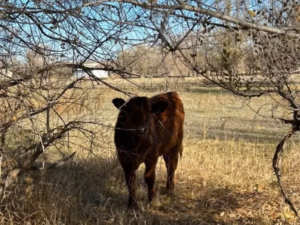 公牛, Cattle — 哈萨克斯坦