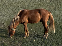 حصان, الخيول — الصورة 2