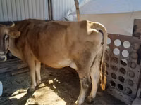 母牛, Cattle — 照片 2