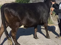 Kuh, Holstein-Rasse — Foto 5