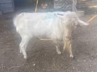 Cabro, Saanen goat — foto 2
