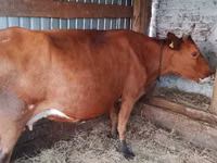 母牛, Cattle — 照片 2