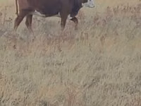 Kuh, Latvian Blue cattle — Foto 4