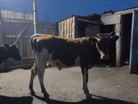 Rinder (Partie, Geschlecht nicht angegeben), Simmental cattle — Foto 1