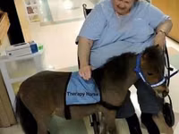 Айғыр, Miniature horse — 4-сурет