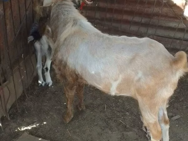Cabro, Nubian Goat