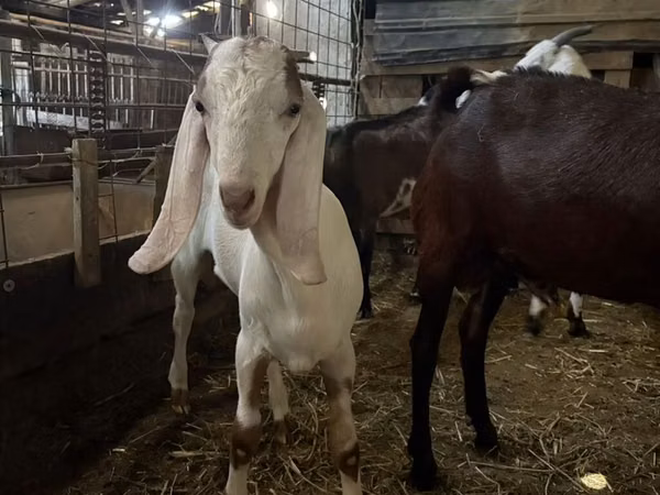 تيس, Nubian Goat — قيرغيزستان