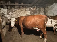 بقرة, Latvian Blue cattle — الصورة 2