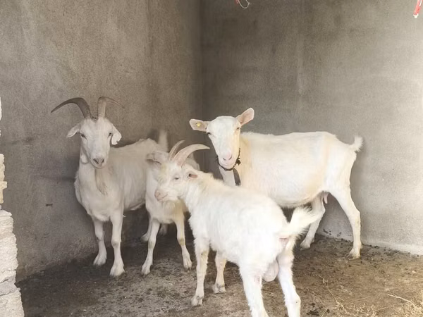 母山羊, Goats