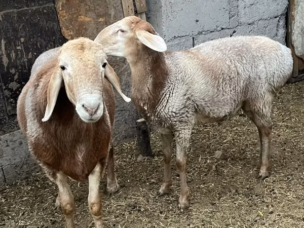 Ram, Arashan sheep