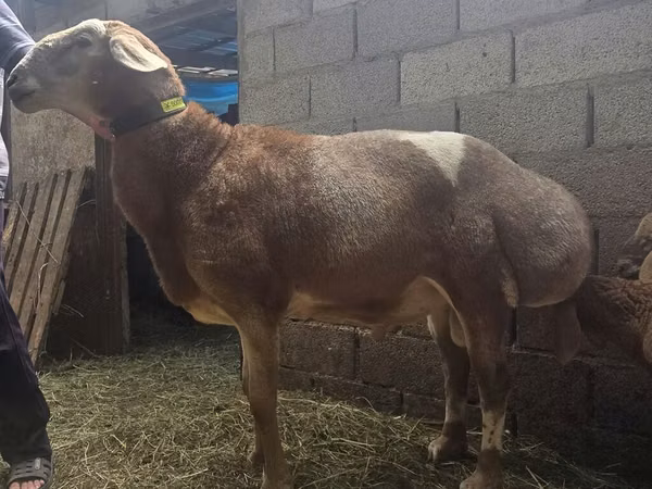 Carnero, Arashan sheep — Kirguistán