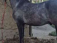 حصان, Friesian sport horse — الصورة 5