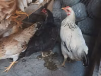 Chickens — photo 6