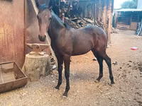 حصان, French Trotter — الصورة 2