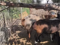Sheep, Sheep — photo 5