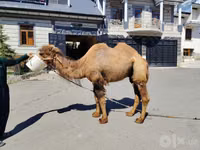 جمل, الجمال — الصورة 4