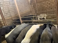 كبش, الأغنام — الصورة 4