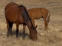 Stute, Kazakh horse — Foto 6