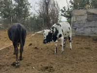 ثور, Russian Black pied cattle — الصورة 1