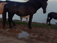 Yegua, Mugalzhar horse — foto 2