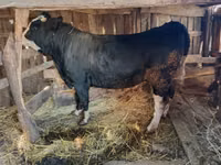 Bulle, Kasachische Weißkopfkuh — Foto 2