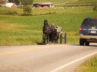 Hengst, Friesian — Foto 6