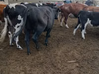 Bulle, Swiss cattle — Foto 5