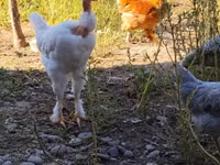 Chickens — Foto 2