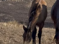 Stute, Kazakh horse — Foto 7