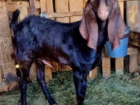 Ziegenbock, Kamori goats — Foto 3