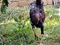 Chickens — الصورة 6