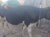 Kuh, Wilder Yak — Foto 4