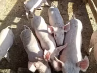 Schweine (Partie, Geschlecht nicht angegeben) — Foto 4