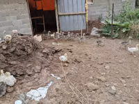 Linda — Foto 6