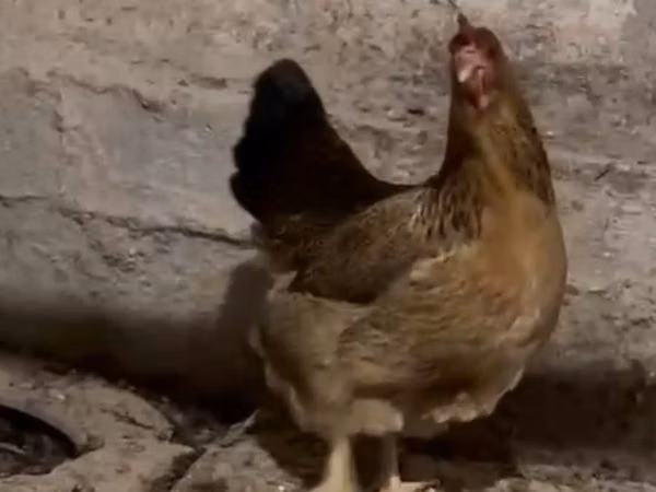 Chickens