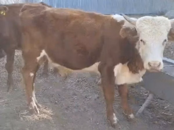 Buqa, Qozog'iston oq boshli sigir